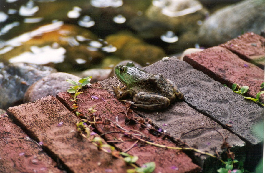 ste_veronique Grenouille 2.jpg